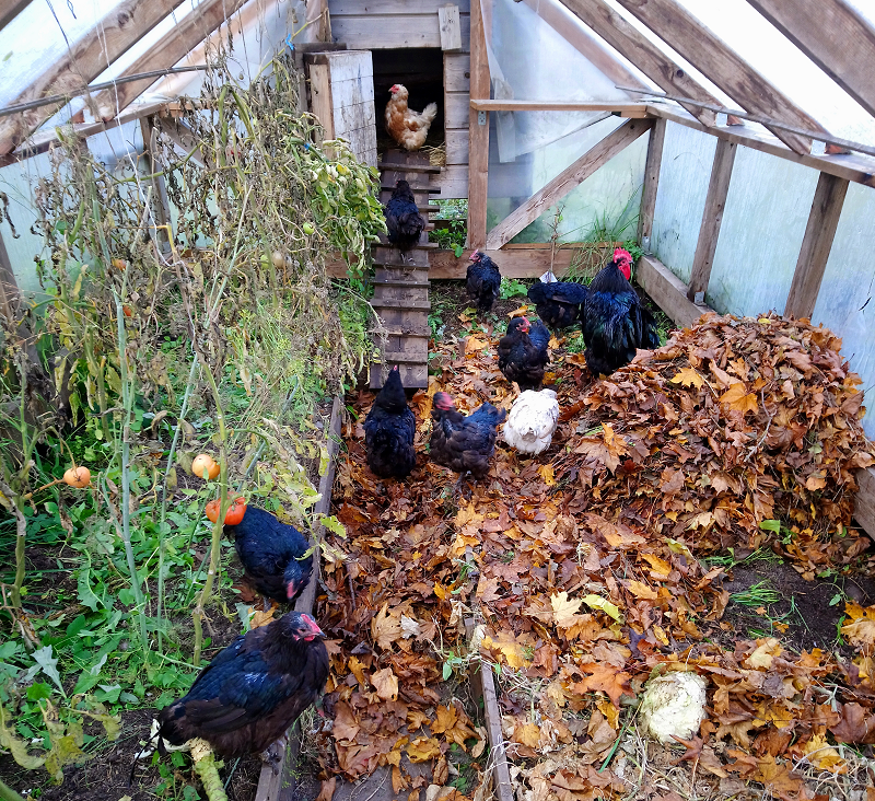 Chickens are safe from wind and rain in greenhouse having access to their wintercoop.